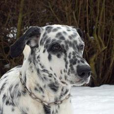 Blanding af racer Rollo