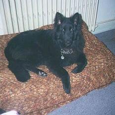 Groenendael Si Stells Exon