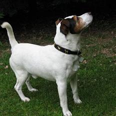 Jack russell terrier Mik
