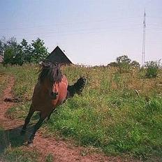 Groenendael Elmelys Kiami