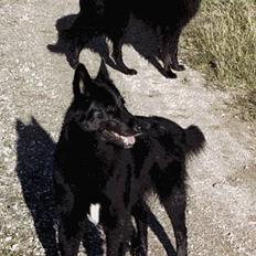 Groenendael Elmelys Kiami