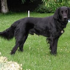 Flat coated retriever Lucky