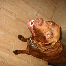 Labrador retriever James Brown (Fido)