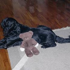 Flat coated retriever Lucky