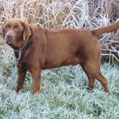 Labrador retriever James Brown (Fido)