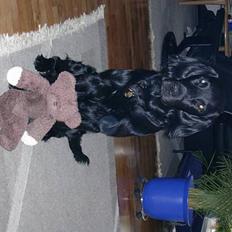 Flat coated retriever Lucky