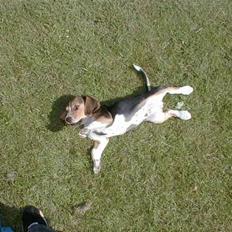 Beagle Lucas - Hvil I Fred 