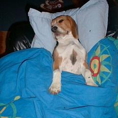 Beagle Lucas - Hvil I Fred 