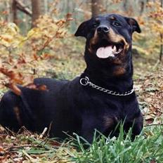 Rottweiler Heita