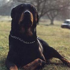 Rottweiler Heita