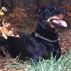 Rottweiler Heita