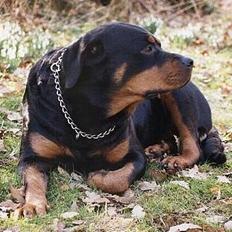 Rottweiler Meeka