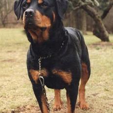 Rottweiler Meeka