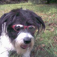 Blanding af racer Sissi