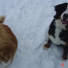 Berner sennenhund Sui