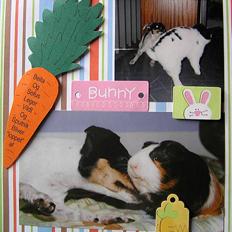 Dansk svensk gaardhund Bella *Himmelhund*