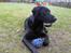 Labrador retriever Walter - Walter med dens bold