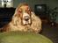 Cocker spaniel Karl