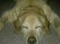 Labrador retriever Polly - Godnat, jeg vil sove nu....