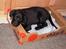 Labrador retriever Walter - her har vi lige fået walter.. Han er kun 8 uger gammel