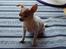 Chihuahua Dyrlægegårdens Puk - Siddende på tæppet!