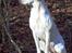 Labrador retriever Lucky Labrador's Gaby - Lucky Labrador´s Happy Gaby Tequila som den lille havfrue