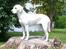 Labrador retriever Lucky Labrador's Gaby - Gaby i solen