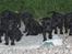 Labrador retriever Lucky Labrador's Gaby - Nogle af mine børn juni 07