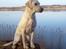 Labrador retriever Lucky Labrador's Gaby - Ved søen