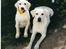 Labrador retriever Lucky Labrador's Gaby - Gaby som baby med Mor
