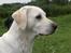 Labrador retriever Lucky Labrador's Gaby - Gaby holder øje med sine børn juni 07
