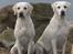 Labrador retriever Lucky Labrador's Gaby - Hejsa 2 x jagtchampion mig og min mor:-)