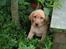 Labrador retriever bella - er jeg ikke bare dejlig, en rigtig lille charmetrold