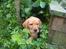 Labrador retriever bella - æv... du fandt mig!!!