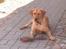 Labrador retriever bella - åh åh... hvad er nu det
