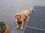 Labrador retriever bella - har du mad med til mig...?