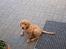 Labrador retriever bella - er det godt sådan her?