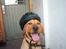 Labrador retriever bella - skal vi cykle en tur