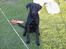 Labrador retriever Walter - sit pænt