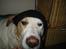 Blanding af racer Molli - molli - er medlem af en farlig hunde bande!! uhhh...