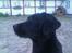 Labrador retriever Mokka - Mokkas dejlige hovede