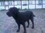 Labrador retriever Mokka - Mokka...