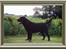 Labrador retriever Mokka - Mokkas far