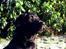 Labrador retriever Mokka - Mokkas mor