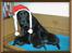 Labrador retriever Mokka - Mokkas mor med hendes tre hvalpe ( Mokka i midten).