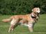 Golden retriever Nickie *Himmelhund* - Min dejlige Nickie. 20. juli 07