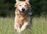 Golden retriever Nickie *Himmelhund* - Halløj! Her kommer jeg!;0)  Juli 07