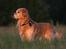 Golden retriever Nickie *Himmelhund* - Jeg sad på hug i det heke græs og kaldte på Nickie. Der gik lidt tid inden han fandt ud af hvor jeg var. *GG* Det kom der dette billede ud af. Juliaften 07