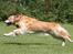 Golden retriever Nickie *Himmelhund* - I believe I can fly! 20. Juli 07