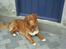 Nova scotia duck tolling retriever Kenzo - Dejligt med en lille slapper